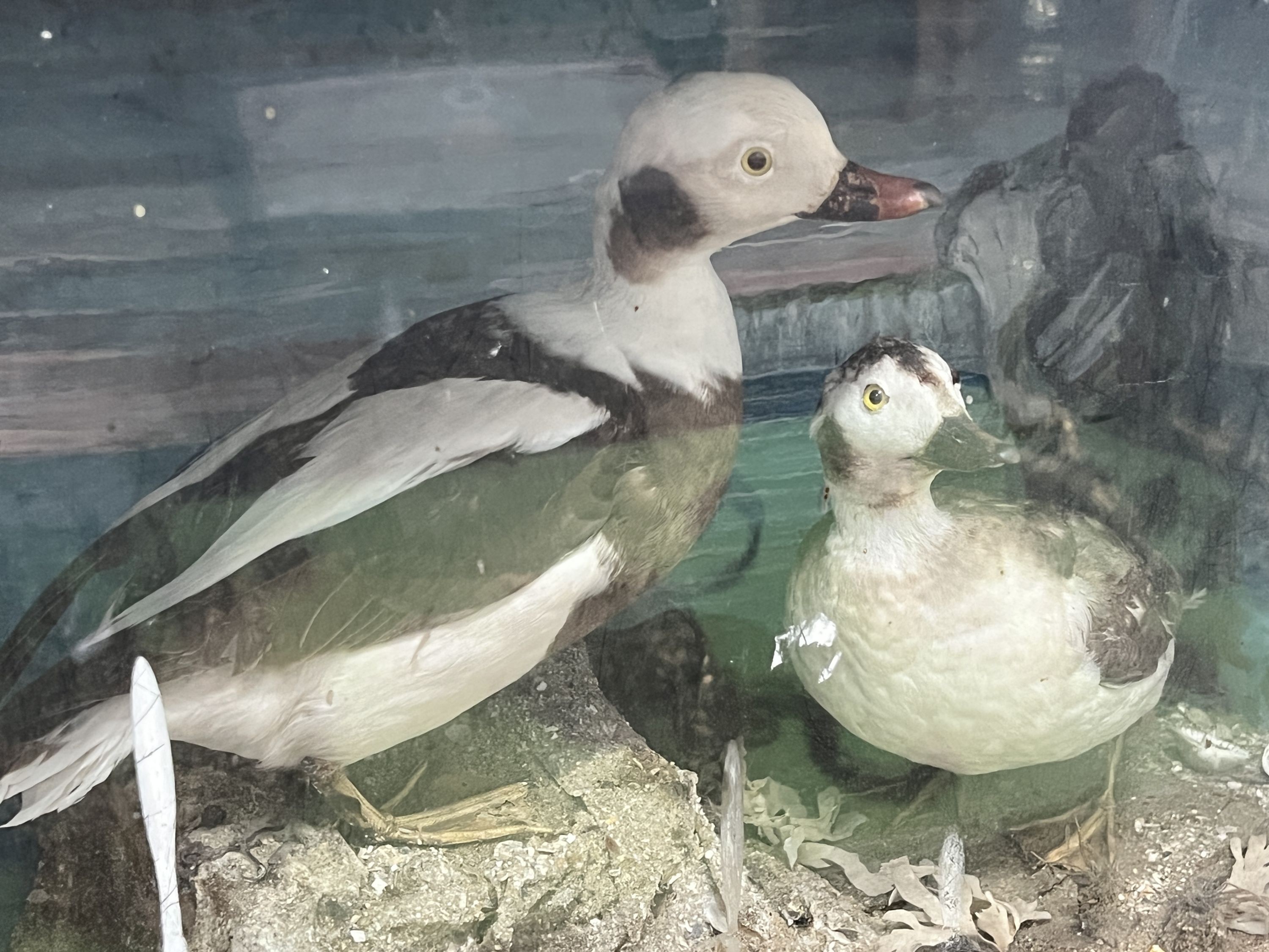 A Victorian cased taxidermic group of two ducks, width 66cm, depth 23cm, height 37cm